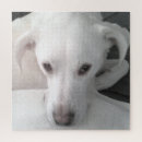 Search for labrador puzzles Beautiful