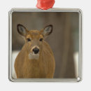 Search for deer ornaments Animals