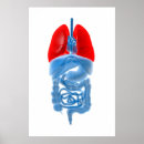 Search for human anatomy posters Internal organs