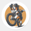 Search for bernese mountain dog stickers Puppy