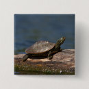 Search for turtle buttons Animal