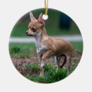 Search for long haired chihuahua ornaments Cute