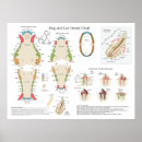 Search for dental posters Teeth