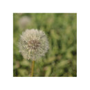 Search for dandelion art White