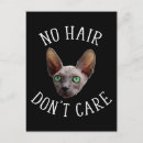 Search for hairless cat Bald