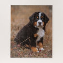 Search for bernese mountain dog puzzles Canine