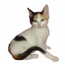 Search for cat photo statuettes feline