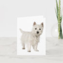 Search for west highland white terrier Puppy