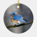 Search for bluebird ornaments Nature