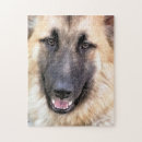 Search for german shepherd puzzles Cute dogs