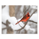 Search for male photography art cardinal