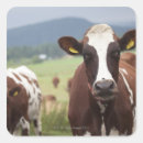 Search for dairy cow stickers Animal