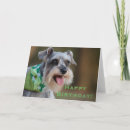 Search for schnauzer birthday cards Miniature