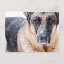 Search for german shepherd postcards Pet