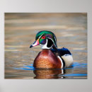 Search for mallard duck painting posters Wildlife
