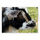 Search for nigerian dwarf goat Caprine