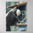 Search for faces posters Animals