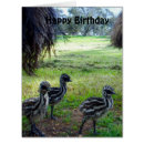 Search for emu birthday cards Australian