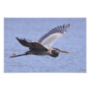 Search for great blue heron gifts Bird