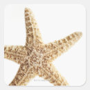 Search for starfish stickers Sealife