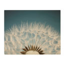 Search for dandelion art Seed