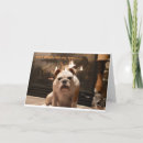 Search for bulldog get well cards Soon