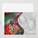Search for monarch butterfly thank you cards Butterflies