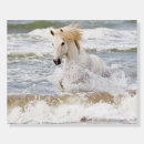 Search for white horse running posters Superstock