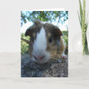 Search for guinea pig cards Pet