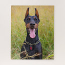 Search for doberman pinscher with natural ears Doggy