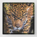 Search for leopard clocks Jaguar