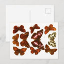 Search for insect postcards Garden
