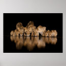 Search for lion gifts Africa