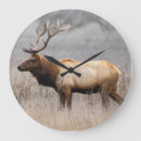 Search for wildlife clocks elk