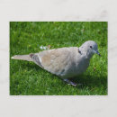 Search for stained glass window dove Peace