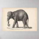 Search for black and white elephant posters Animals