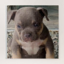 Search for pitbull puzzles Puppy