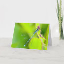 Search for dragonfly cards Nature