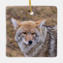 Search for coyote ornaments Wolf