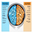 Search for brain posters Anatomical