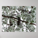 Search for snow covered trees posters Nature