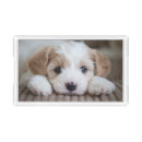 Search for acrylic serving trays Dog