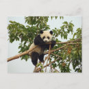 Search for giant postcards Nature
