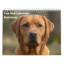 Search for fox red labrador gifts Retriever