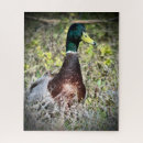 Search for mallard duck puzzles Photography