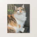 Search for calico cats puzzles Pet