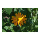 Search for marigold art Floral