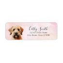 Search for wheaten terrier Dog