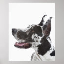 Search for harlequin great dane decor Vertical