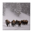 Search for forest animals tiles Nature